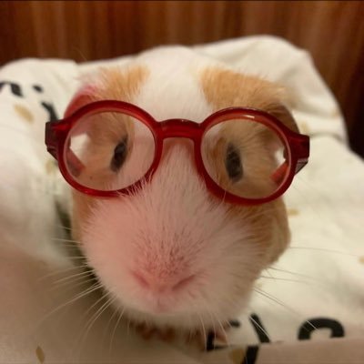 neko1masu's profile picture