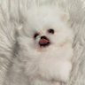 XRP Pom Mom Moon FAFO 的头像