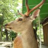 奈良の鹿 profil fotoğrafı