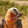 leoPOLdo vm profil fotoğrafı