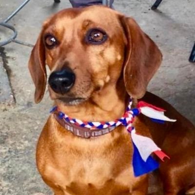 PerroGil's profile picture