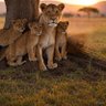 Ratu Rato Ahava🇿🇦 profil fotoğrafı