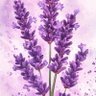 LadyLavender's profile picture