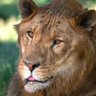 Alpha's profile picture