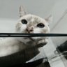 Bibis profil fotoğrafı