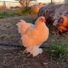 Cochen profil fotoğrafı