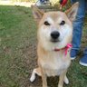 マメ's profile picture