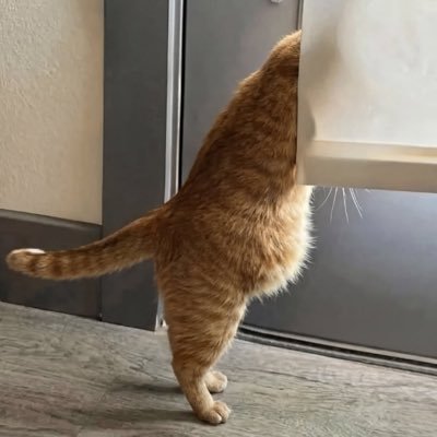 tumballoon4's profile picture