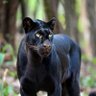 Bagheera profil fotoğrafı