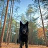 Profilbild von Electric Coyote