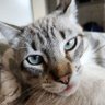 lentil & bowser 🩶 walter & bonkers 🌈 profil fotoğrafı