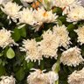 Indianterrace Gardening 的头像