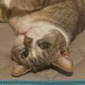 Profilbild von BiracialKitten