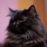 蔡晶 profil fotoğrafı