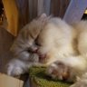 ゃん's profile picture