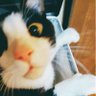 Profilbild von そぼろごはん