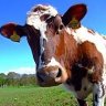 Profilbild von COW
