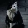 黒田 時守(元の慕容白)'s profile picture