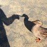 pngrfftt生きるチカラ profil fotoğrafı