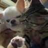 Profilbild von いくまろ🐱🐶🌈