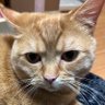 ナツの木's profile picture