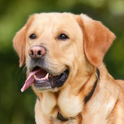 AkorBonave37231's profile picture