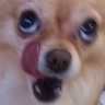 Profilbild von 빚갚는미친개