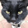 SNEBA profil fotoğrafı