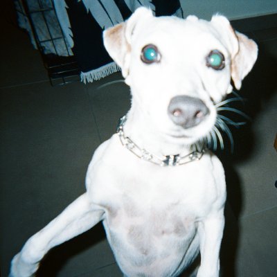 artikokus's profile picture