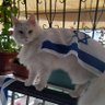 Shai🇮🇱 profil fotoğrafı