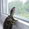 Chatmino's profile picture