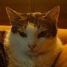 🐱's profile picture
