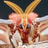 Atlas Moth profil fotoğrafı