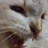 SIMOh's profile picture