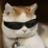 the count's profile picture