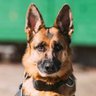 shoothedog profil fotoğrafı