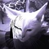 Profilbild von Knox