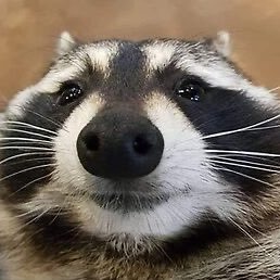 madzzic's profile picture
