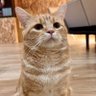 福丸幸丸's profile picture