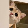 ⋆。˚ ☁︎ Nunuu_Nn ☁︎ ˚。⋆🐶🐱🎀's profile picture