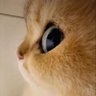 JAOL profil fotoğrafı