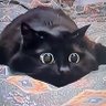 Sylver_Rays profil fotoğrafı