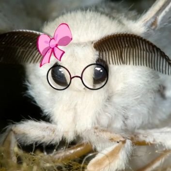 MothHeaven_'s profile picture