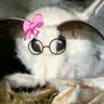 Moth Heaven 的头像