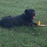 Profilbild von top dog