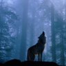 Wolfman (sAm) profil fotoğrafı