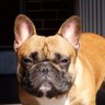 Profilbild von Bulldog🏁🏴☠️🇨🇳🇺🇸🏴