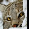 ILLKAT's profile picture