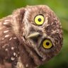 paulypandemic profil fotoğrafı