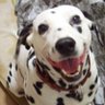 癒される動物 profil fotoğrafı